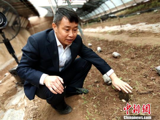 柯小海介绍村里种植的羊肚菌。　田进 摄