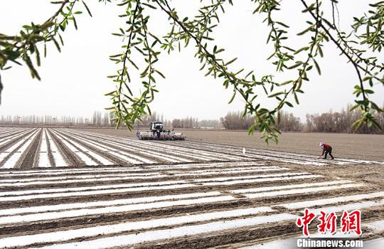 当下，第一师阿拉尔市200余万亩棉花机械播种工作正如火如荼。　李桃 摄