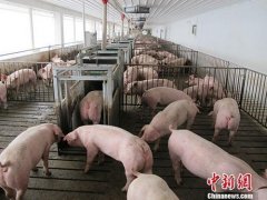 新疆乌鲁木齐米东区发生非洲猪瘟疫情 死亡15头