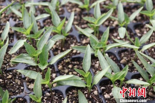 图为“盘栽辣椒”。　闫姣 摄