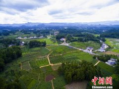 巴西一知名大学校长若萨法：世界茶看中国 中国