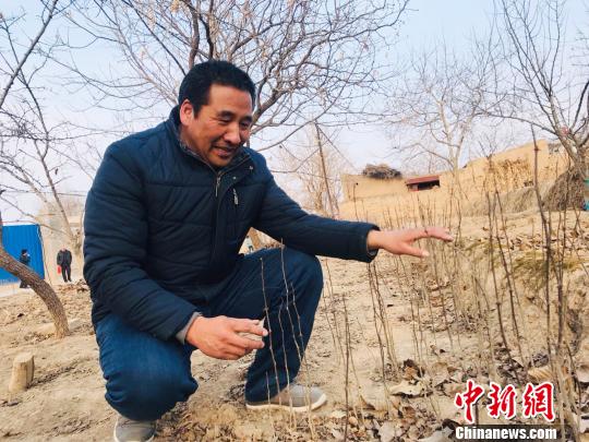 甘肃临夏州东乡县河滩镇祁杨村发展花椒产业，使其成为“致富果”。图为补栽的花椒幼苗。(资料图) 艾庆龙 摄