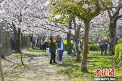 黑龙江清明假日旅游市场日本赏樱线路火热