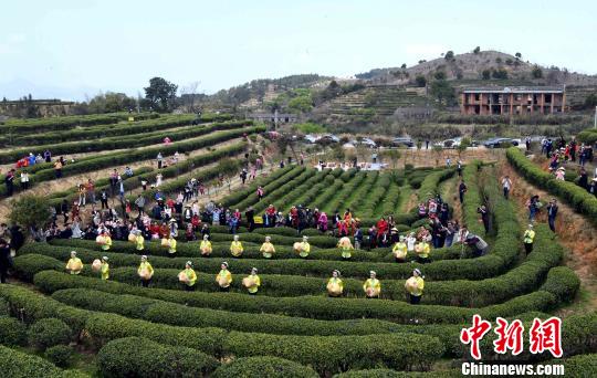 福州茉莉花茶“开春采”活动在福州春伦生态旅游观光园举行。　刘可耕　摄