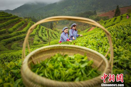 茶园里的采茶女。 郑江晶 摄