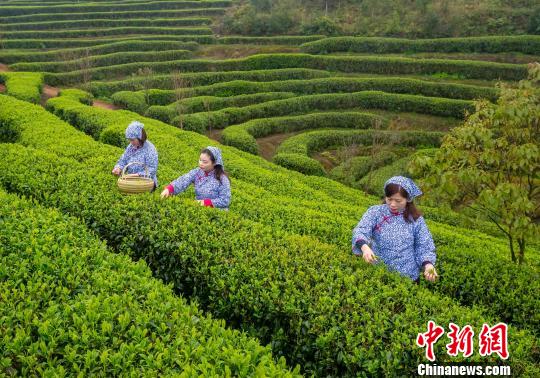 茶园里的采茶女。 陈成才 摄