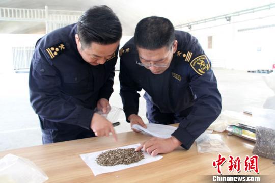 图为兰州海关工作人员查验入境种子。(资料图) 杨晓霞 摄
