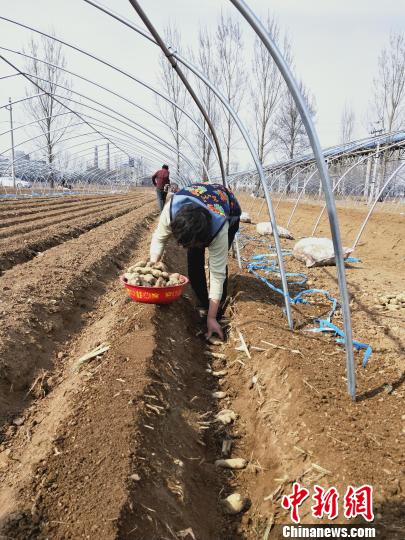 生姜种植、加工、销售，进一步延长产业链，潞城区在推进“产业富民”和乡村振兴中。　王瑞军 摄