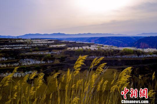 白色的梨花灼灼盛开，飘香烂漫，万亩梨园犹如雪海。　亚明 摄