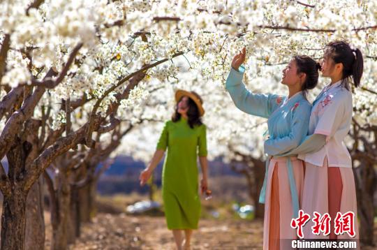 隰县梨园吸引踏青游客驻足观赏。　亚明 摄