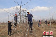 甘肃西峰挂果巧手塑“富裕树” 带领村民靠技术
