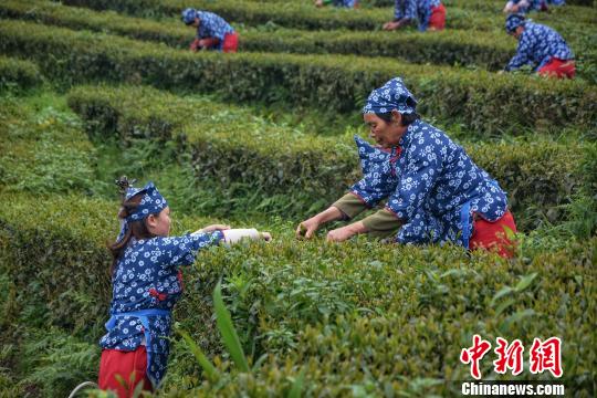 采摘活动现场。　龚雯 摄