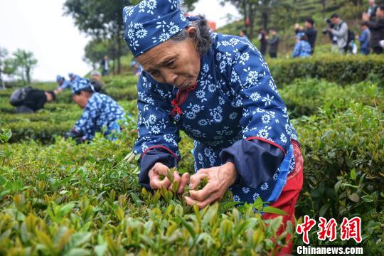 采摘有机茶叶。　龚雯 摄