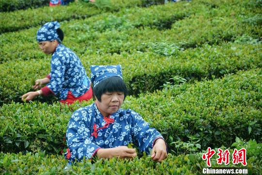 采摘活动现场。　龚雯 摄