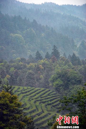 海拔1050米的洋顶岽茶园。　龚雯 摄