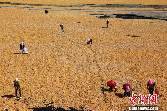 资料图：玉米收获场景。　王将 摄