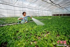 农业农村部：蔬菜可能出现价格大跌和滞销卖难风险