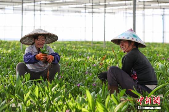 3月14日，苗族妇女在白芨种植大棚内劳作。贵州省丹寨县通过“公司+基地+合作社”的“连锁种植模式”，依托现代农业生产管理方式，推进中药材培育种植标准化、清洁化生产，发展贵州特色中药材培育和种植。截至目前，带动丹寨县114个村，124个合作社，近千名农民发展白芨、太子参、仙草等中药材种植，2017年，农户人均增收约5000元，现代中药材种植已成为贵州省丹寨县农村精准脱贫的“新路子”。/p中新社记者 贺俊怡 摄