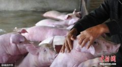 海南启动非洲猪瘟防控应急响应机制