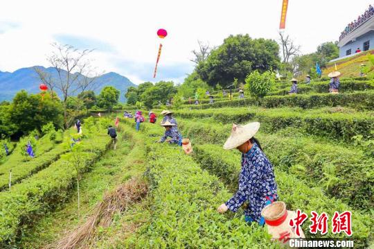 采茶人应和开茶口信走向茶园，开始采茶。叶秋云 摄 叶秋云 摄