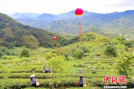 安溪12座名茶山同时开茶，开启一年茶丰收。叶秋云 摄 叶秋云 摄