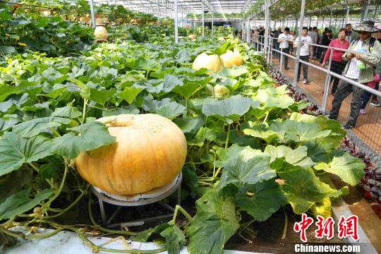 图为巨型南瓜。　沙见龙 摄