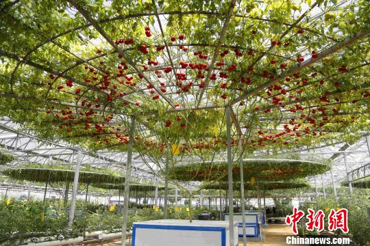 图为西红柿树。该树树冠覆盖面积150余平方米，单株累计结果3000多公斤。　沙见龙 摄
