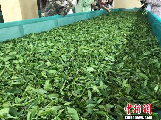 民众参观茶场 蔡敏婕 摄