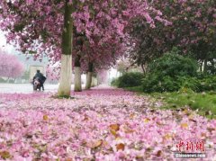 广西发展“美丽经济” 助农致富扮靓城乡