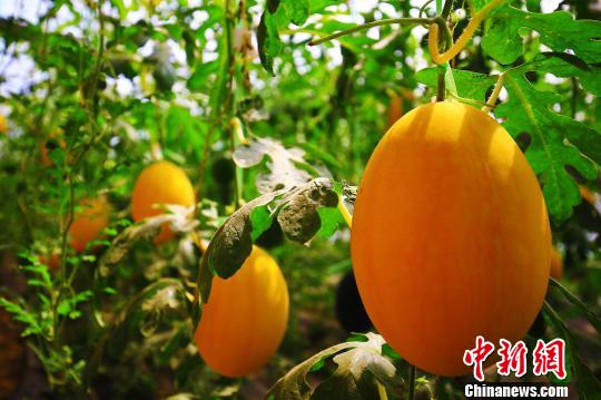 董月强的“牛奶西瓜”因其口感独特、绿色无公害等特点，深受广大商超和消费者青睐。　胡国凯 摄
