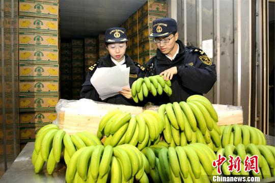 大连海关关员验放菲律宾香蕉。　李进 摄