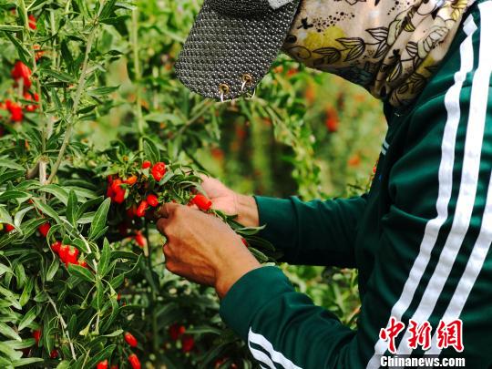 图为枸杞采摘工正在采摘枸杞。(资料图) 孙睿 摄
