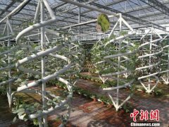 畅享“蔬式生活” 四川泸州举行第四届江之阳蔬菜品赏会