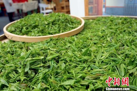 图为陇南鲜茶叶。　高展 摄