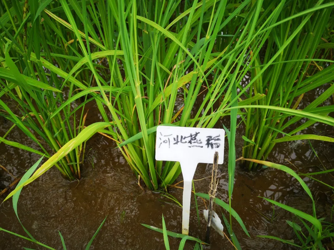 海水稻正从试验田走向餐桌 要高产更要优质