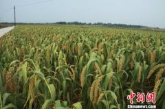 “小杂粮王国”山西推动好米变名米 小米成农民增收