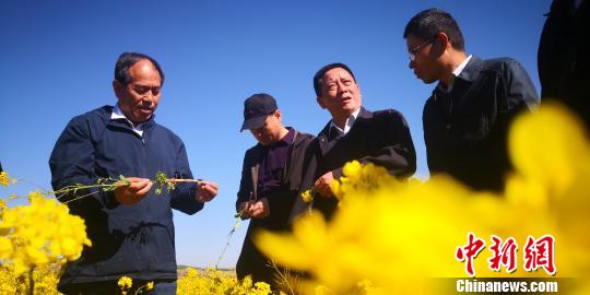 图为全国专家考察冬油菜基地。　魏建军 摄