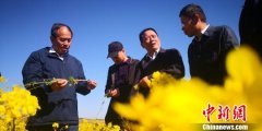 全国专家聚焦甘肃会宁：油菜带动“三产融合”助农
