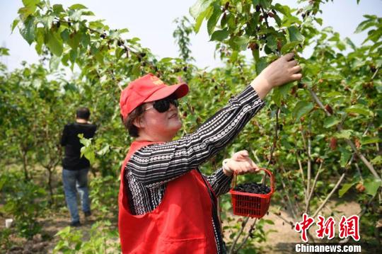 游客采摘桑葚。南浔宣传部提供