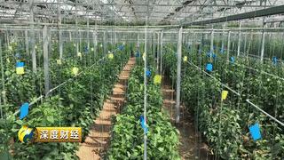 中国种子的漂亮反击战!农户一天要摘1000多斤黄瓜,累并快