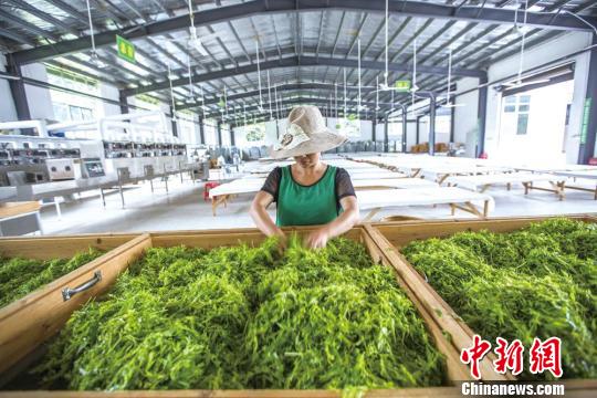 村民在加工莓茶(资料图)。永定区委宣传部供图
