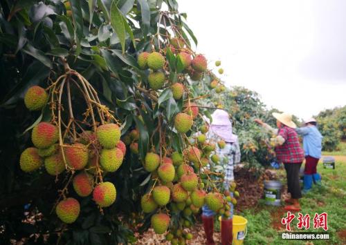 海口荔枝目前已批量上市，5月中旬将迎来上市高峰。/p中新社记者 尹海明 摄