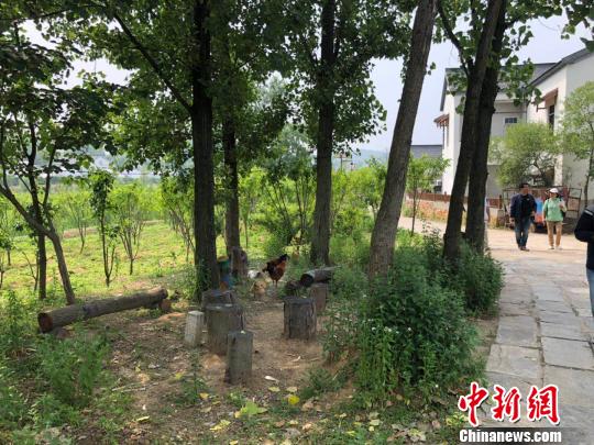 观音殿村是南京都市外一个宁静的自然村落。田野中开满格桑花，野鸡大摇大摆觅食。　朱晓颖 摄