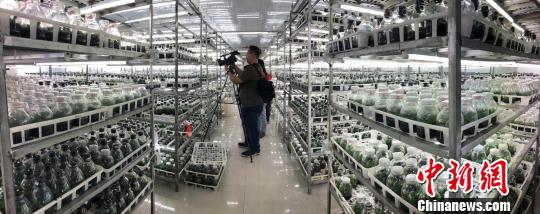 在位于淮安的皇达蝴蝶兰栽培有限公司，兰花种苗培育室内摆满了成千上万个玻璃器皿。每个器皿中栽培着“婴儿期”的兰花苗。　朱晓颖 摄