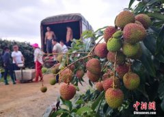 “荔枝自由”受关注 价格缘何上涨
