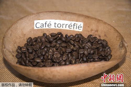 资料图:咖啡豆。 资料图:咖啡豆。