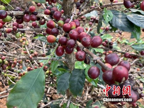 已经成熟等待采摘的咖啡豆。中新网 吴涛 摄 已经成熟等待采摘的咖啡豆。/p中新网 吴涛 摄