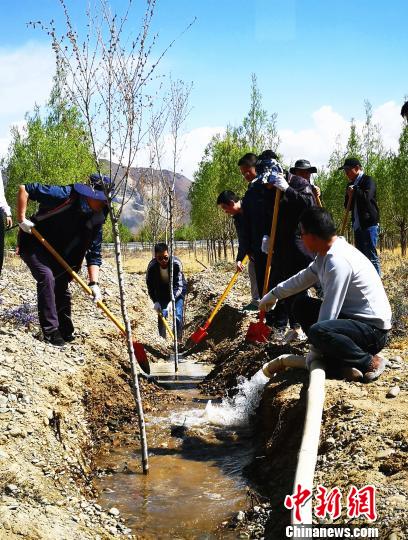 图为兴业银行拉萨分行工作人员在植树。　吴纬仪 摄