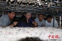 贫困县一农民发展食用菌产业 带动周边为农村致富增