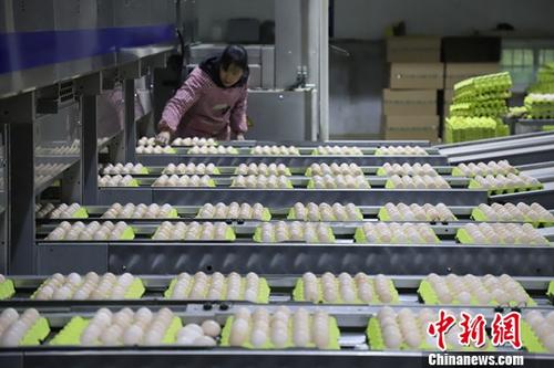 资料图：贵州省毕节市赫章县水塘堡乡马圈岩村的一家蛋鸡养殖基地，带动当地村民脱贫致富。/p中新社记者 瞿宏伦 摄